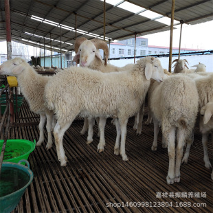 �Bֳ����������� �F؛Сβ����N����r�� Сβ���^̥����������