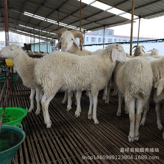 甘肃小尾寒羊养殖场 杜泊绵羊羔多少一只 小尾寒羊种公羊价格
