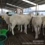 甘肃多少杜泊小尾寒种公羊