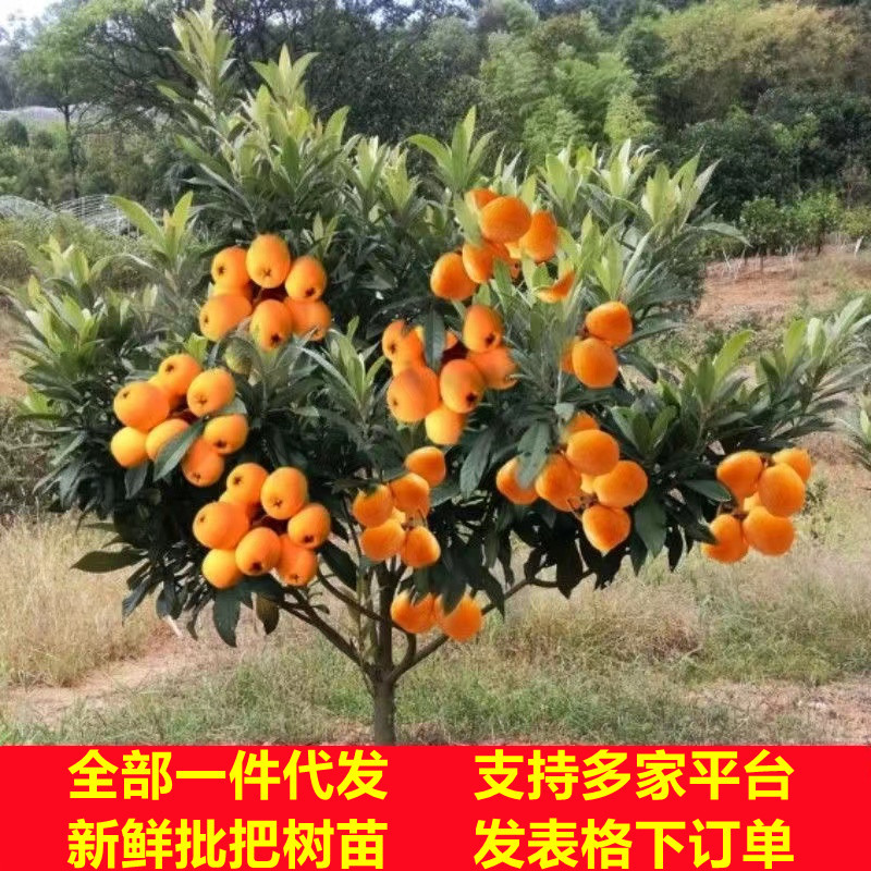 枇杷苗树无核特大南北方种植砂糖大五星枇杷苗枇杷苗嫁接枇杷树苗