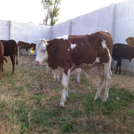 【华鑫肉牛养殖场】肉牛 小牛 育肥牛 架子牛