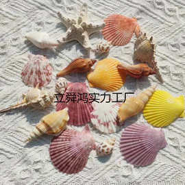 天然贝壳海螺海星海胆壳幼儿园手工diy贝壳相框鱼缸造景大海螺壳