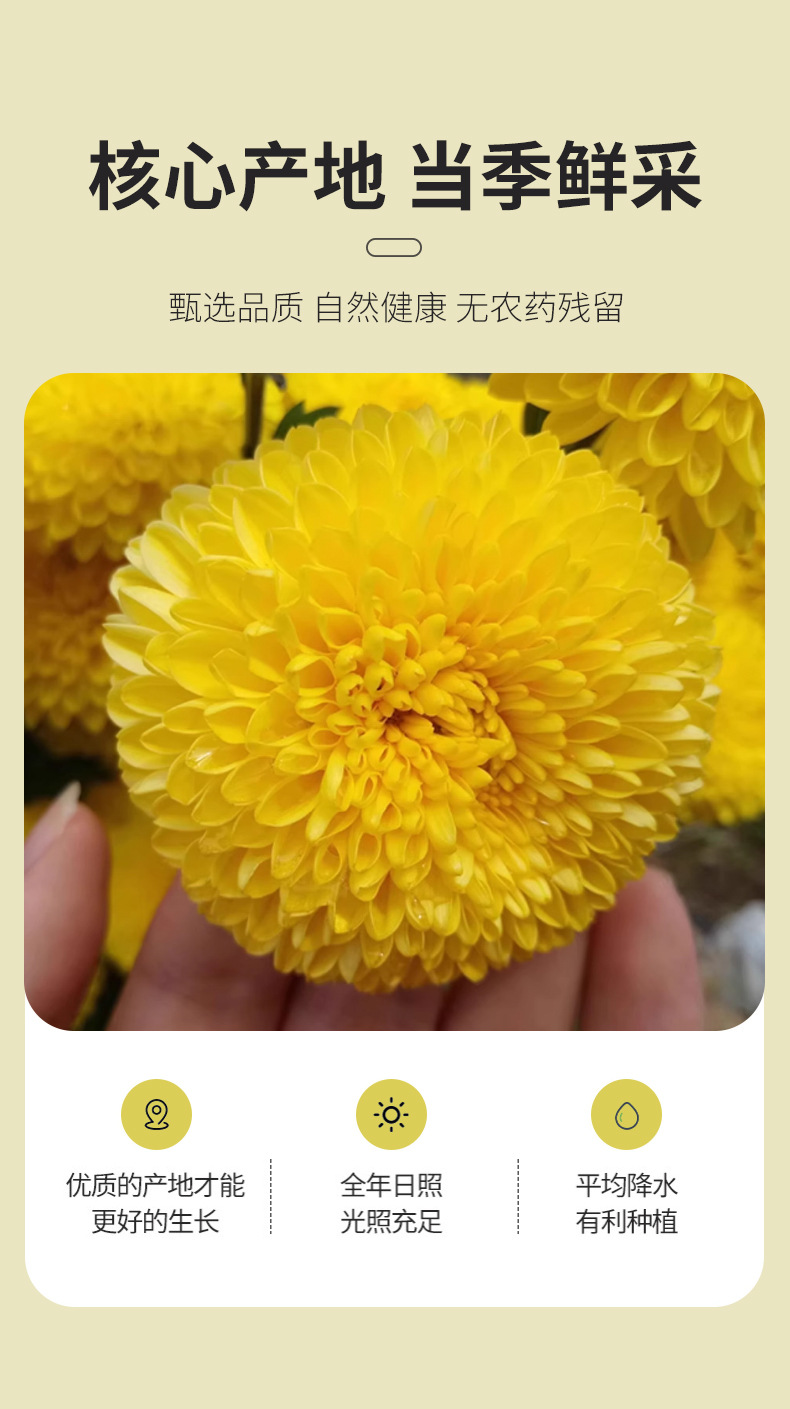 Wuyuan Imperial Chrysanthemum Tea Huang Ju Whole Flower Loose Herbal Tea 500g Low Temperature Dried quality and texture