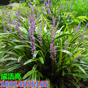 Wholesale Garden Seedlings, Cold-Resistant Phnom Penh Ophiopogon Japonicus Seedlings, Fine-Leaf Green-Leaf Ophiopogon Japonicus, Evergreen Dwarf Ophiopogon Japonicus All Year Round