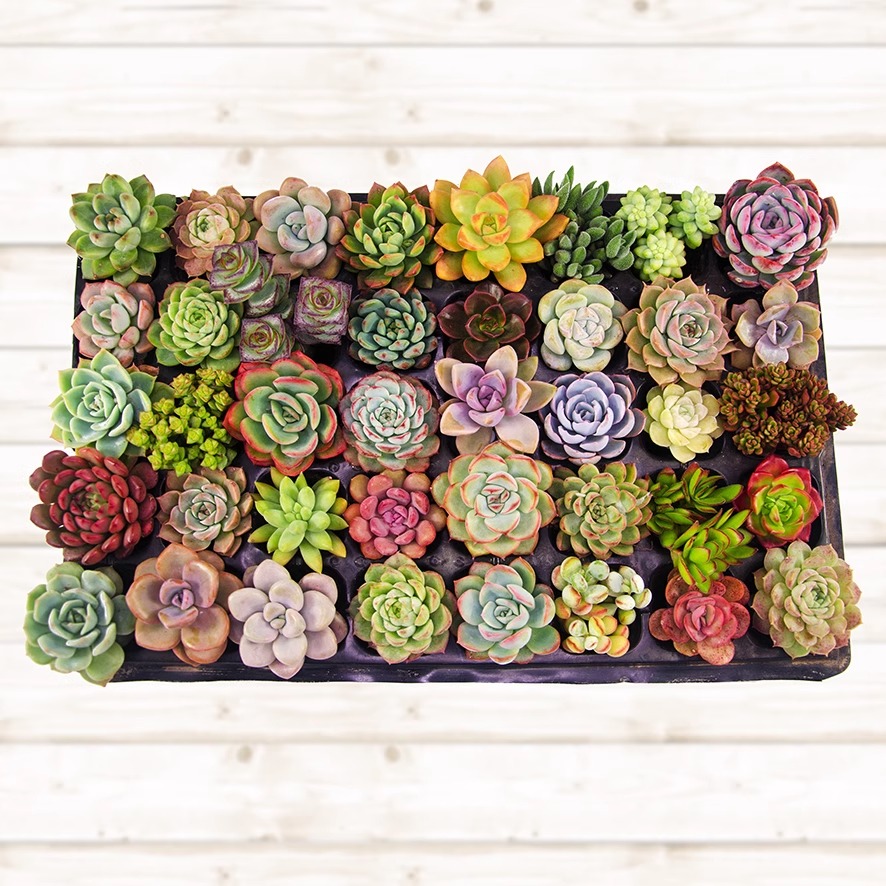 엄선된 다육식물 12종 [종류는 랜덤이며, 하나하나 다릅니다]