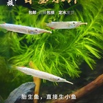 上层漂浮白金水针鱼活体 宠物鱼热带淡水观赏鱼 银针鱼活