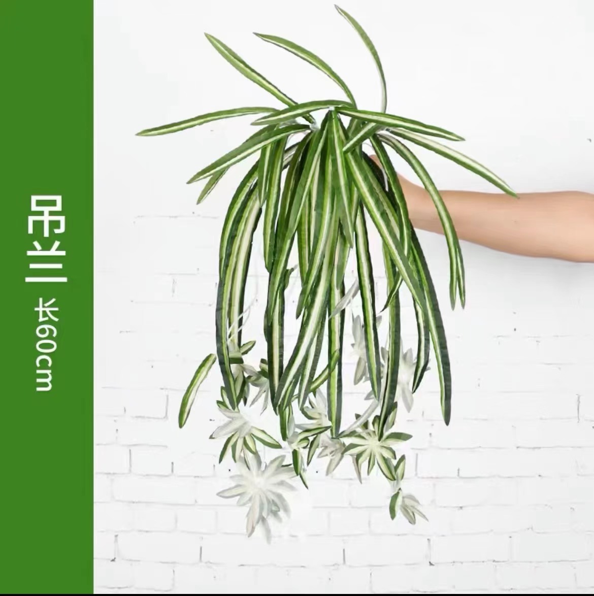 Chlorophytum