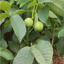 嫁接核桃树苗 8518薄皮核桃文玩南北方种植地栽果树苗当年结果