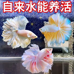 ̩�����~�鼆���װ�����ŮС������Ꭷ�~�����^�p�~�Ꭷ���B�ͻ�