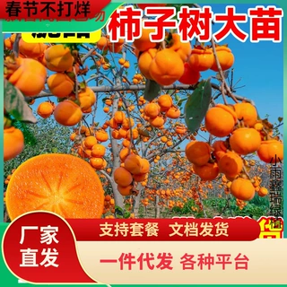 一件代发脆甜柿子树果苗嫁接大火晶柿子果树磨盘柿子盆栽北方耐寒