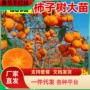 北方嫁接火晶盆栽果苗