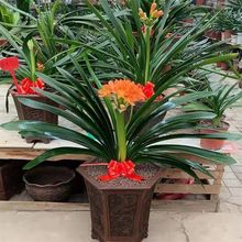 黄花君子兰 黄花君子兰品牌 图片 价格 黄花君子兰批发 阿里巴巴