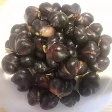 龙山新鲜百合籽.现摘百合籽无硫百合籽.可食用可观赏百合籽