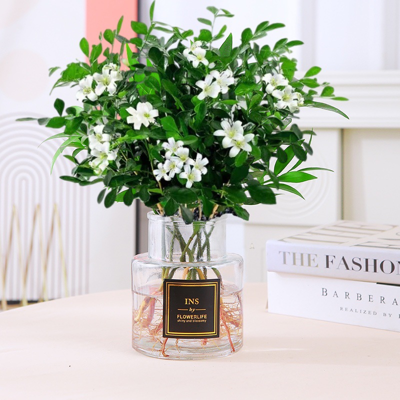 [신수경재배] 15-20CM 구리향 15-20그루(흰색 유리병) 선정, 크리스탈 머드 + 영양액 증정