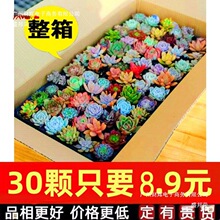 多肉植物组合盆栽稀有套装整箱新款肉肉植物一微景观贵货新手品种