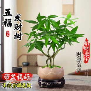 2025�¿�lؔ��С���Կ͏d�k�����_�I�ͶY�辰�帣����ʽ�Gֲ