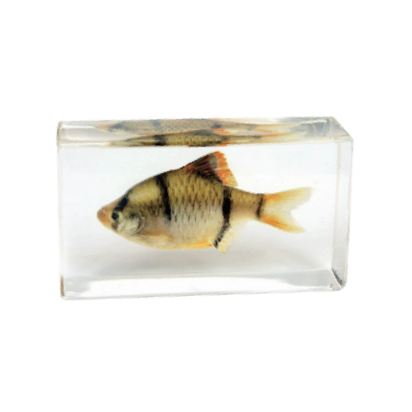 7.3CM medium tiger fish