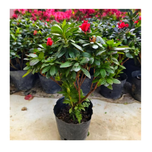 ����ֱ��������N ���N�� �������� ������N�҃������Ի���