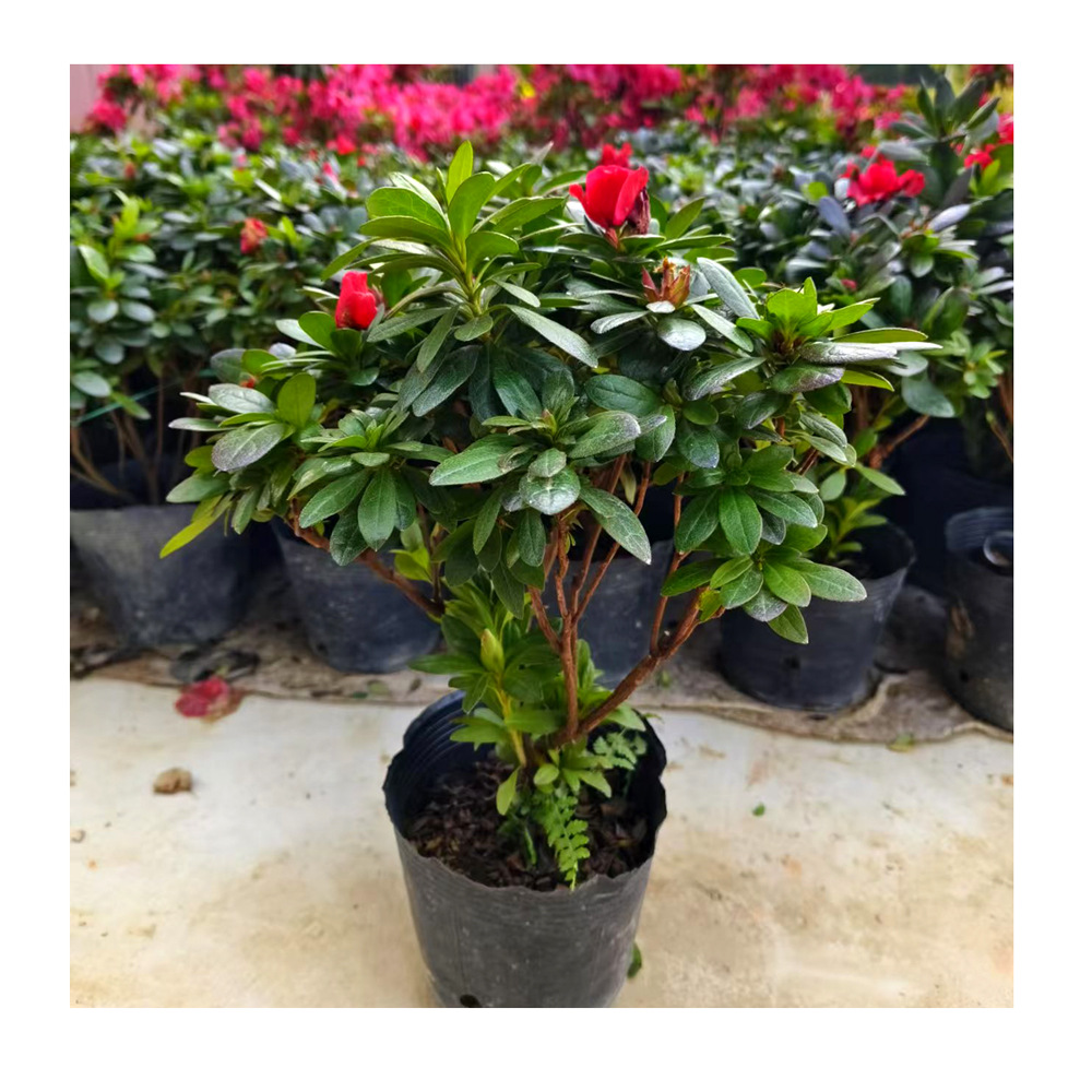 苗圃直供西洋杜鹃 杜鹃花 带花带苞 西洋杜鹃室内外盆栽花卉