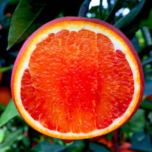 血橙超甜薄皮新鮮水果塔羅科應季紅心橙批發冰糖橙子量大從優包郵