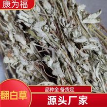 翻白草 叶下白 天青地白 千锤打中药材翻白草 冷背药材 打超细粉