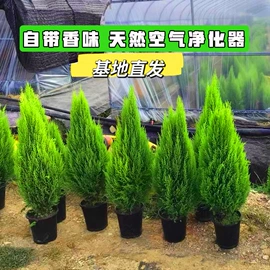 盆栽;种子;花盆容器