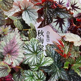 栽培基质;盆栽;营养液