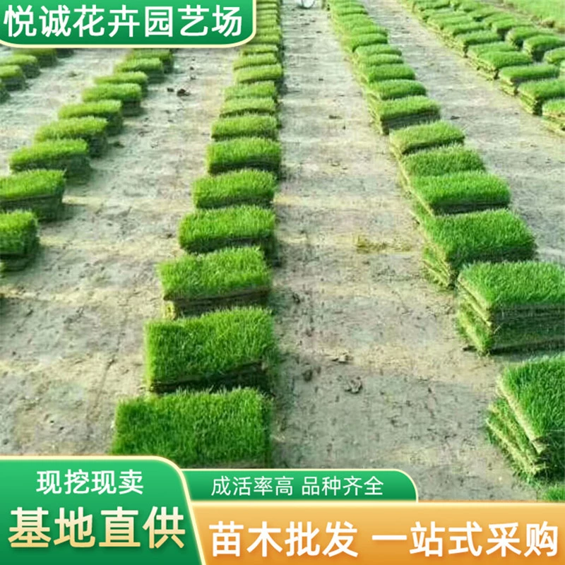 Трава Festuca, вечнозеленый газон для озеленения двора, почвенный газон, засухоустойчивый и легко живущий газон, клевер.