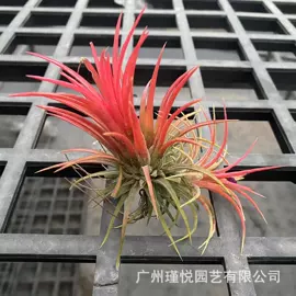 盆栽;灌木;观赏凤梨