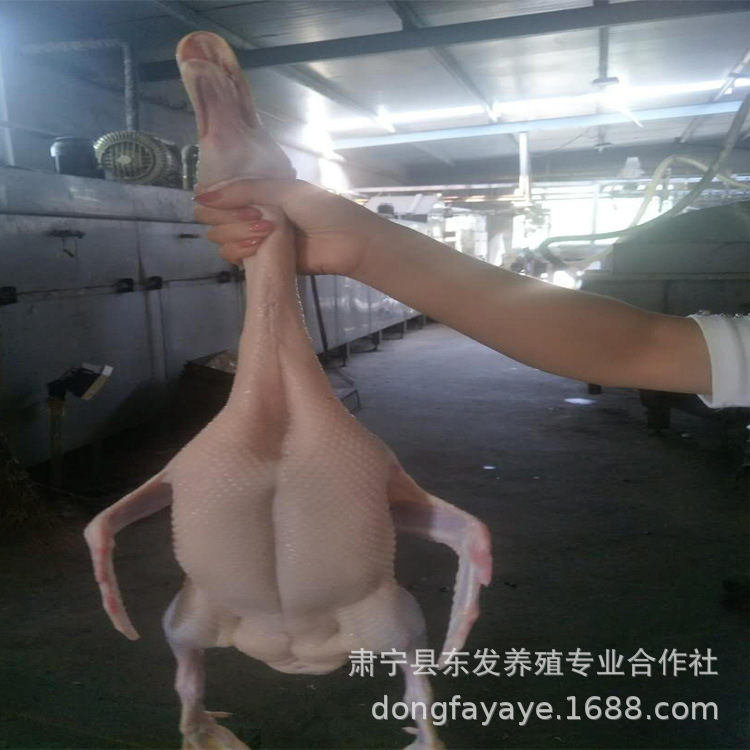 老鸭、老鸡、老麻鸭、樱桃谷肉鸭、北京烤鸭用鸭胚子、