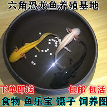 六角恐龙鱼淡冷水类宠物爬行蝾螈活体锦鲤观赏热带金斑马红虫两栖