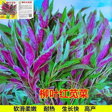 ļ~t{˷NӼ~h˷NѴ＾r߲Ұ˷N