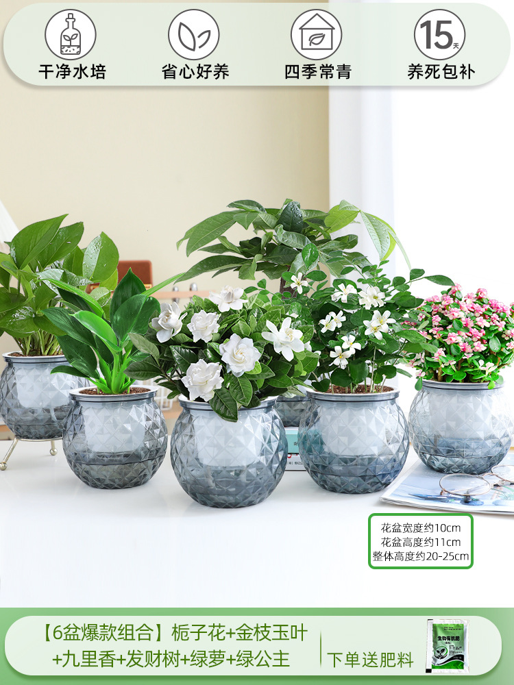 [6 화분 핫 콤비네이션] 치자나무 + 황금가지와 옥잎 + 구리향 + 돈나무 + 청무 + 그린 프린세스