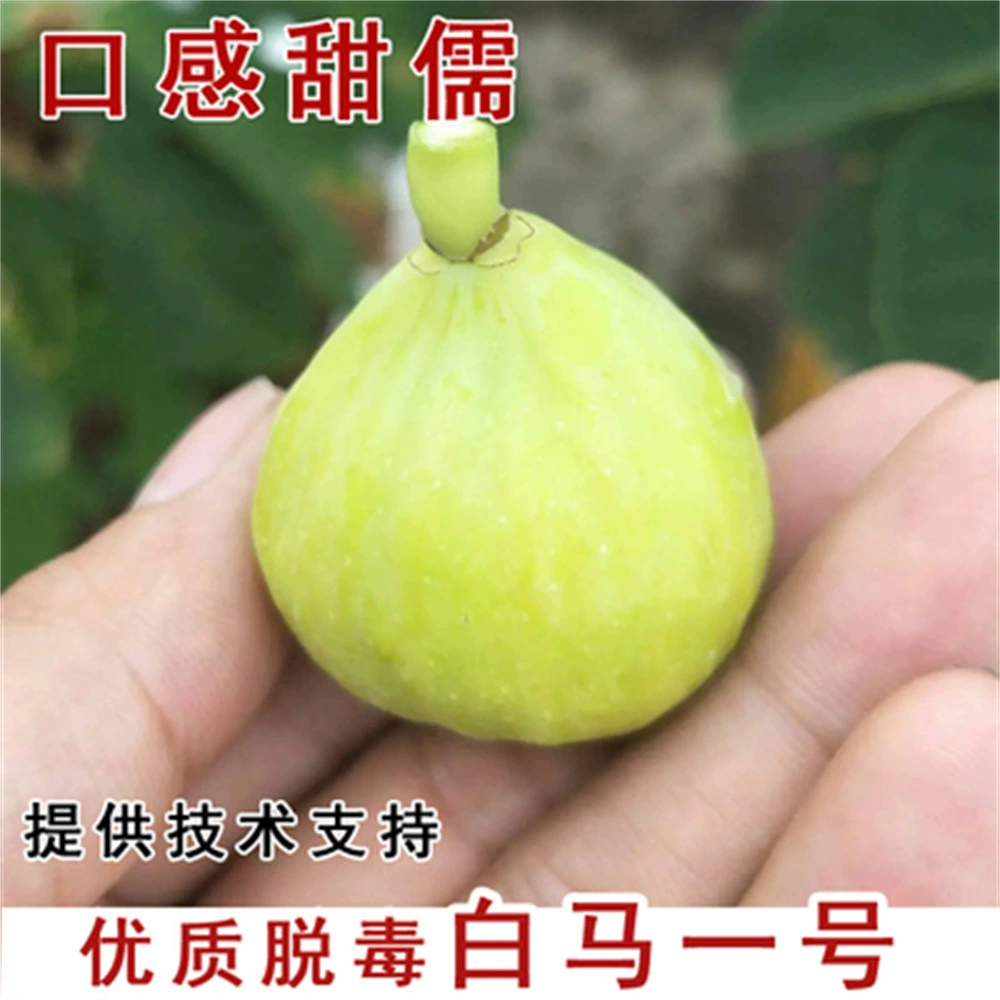 Вэйхай Зеленая кожа Рис Рассада Сахар Сердце Сладкий рис Посадка в горшках на юге и севере Посадка плодовых рассады года