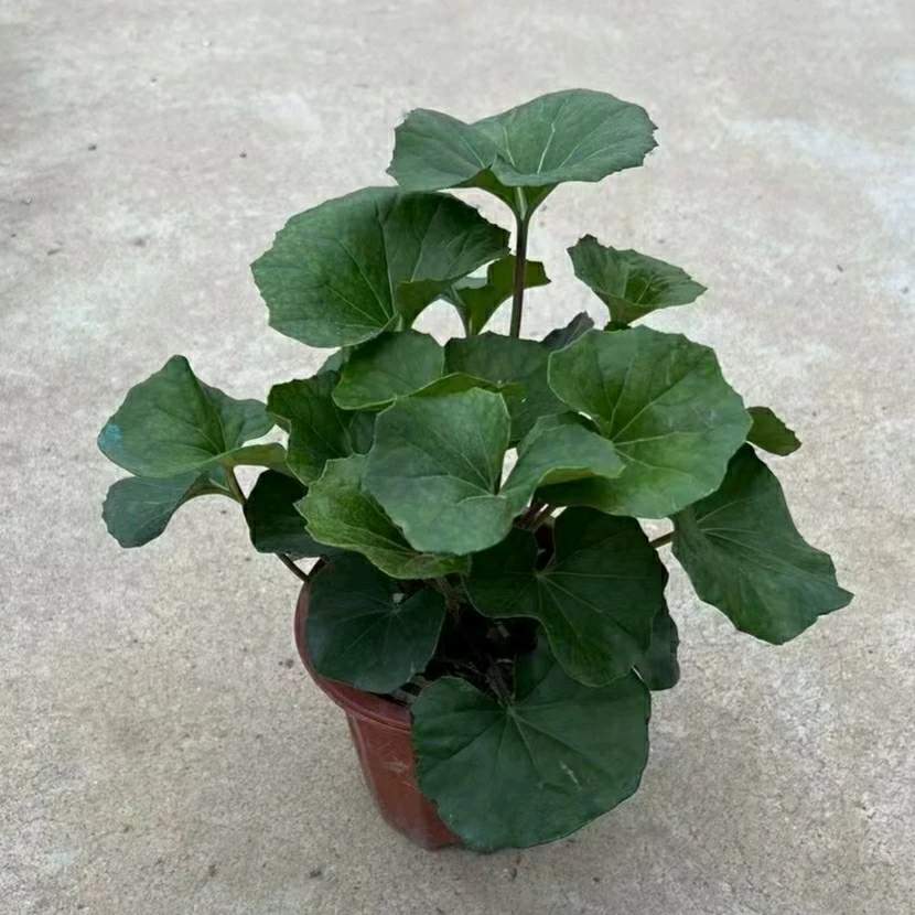 2303 база поставляет саженцы горшка Da Wufeng 20-50 см.