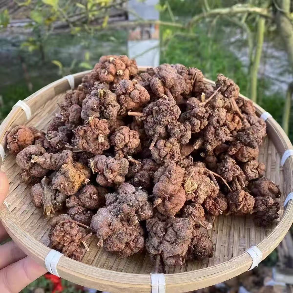 Xiao Liu Guo Dried Fruit 150g Jar Traditional Chinese Herbal Ingredient for Culinary Use in use