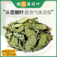 薄荷叶泡茶中药材薄荷叶干食用薄荷叶新鲜干货非野生泡水大薄荷叶
