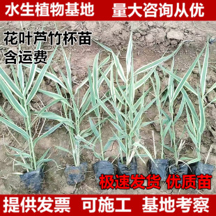 ���~�J����������Ի��~�JȔ��׃�~�J��ˮ��ֲ���J��ˮ��ֲ��