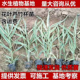 花叶芦竹杯苗袋苗盆栽花叶芦苇苗变叶芦竹水生植物芦竹水生植物