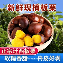 新货迁西板栗新鲜锥栗生带壳糖炒板栗生鲜油栗包邮