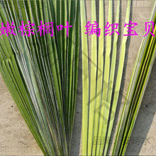 叶婚礼采编蚂蚱编织新鲜蝴蝶棕榈棕榈叶材料棕编粽麦背景宝贝