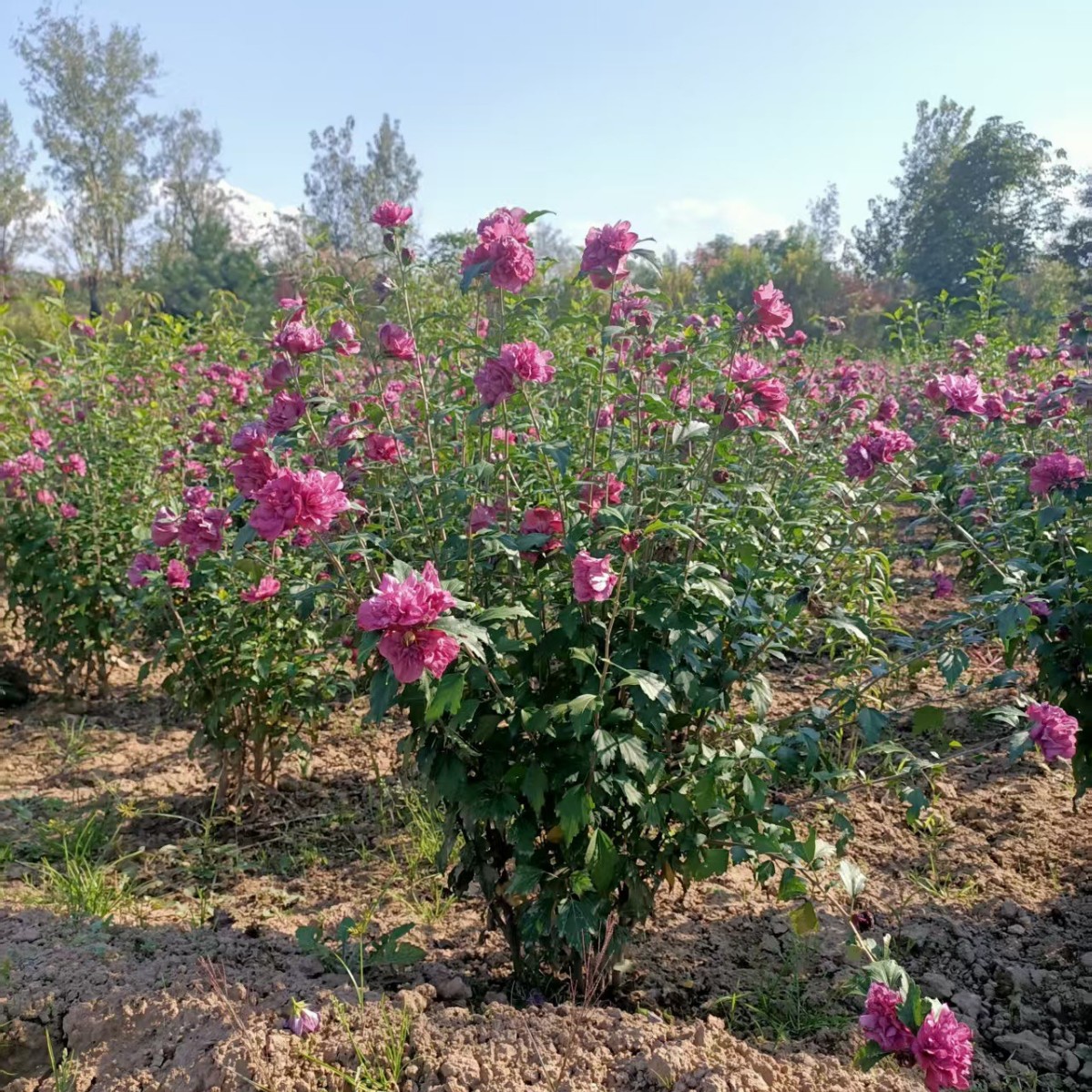 批发丛生玫瑰木槿 西藏新疆苗木独杆木槿花西安苗木基地直销