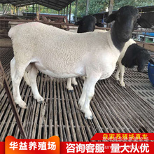 杜泊绵羊多胎怀孕母羊种羊育肥羊羊羔长势快 白头杜泊羊养殖场
