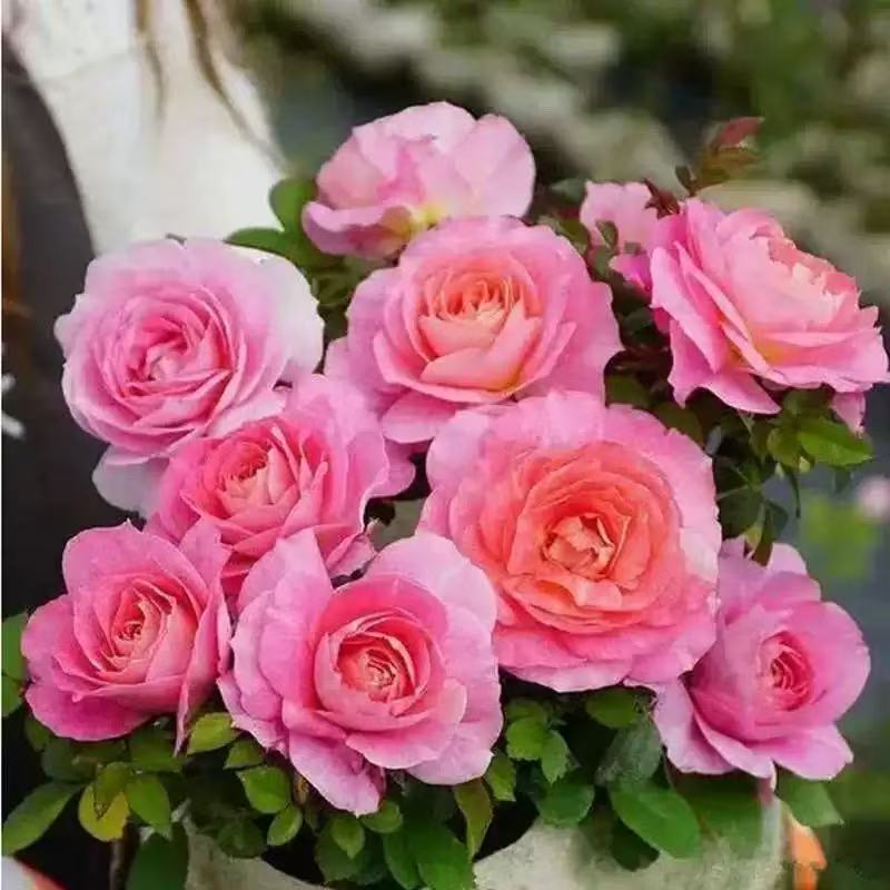 四季咲きのバラの花苗、特大の花つる苗、屋内外のバルコニー鉢植えバラ|undefined