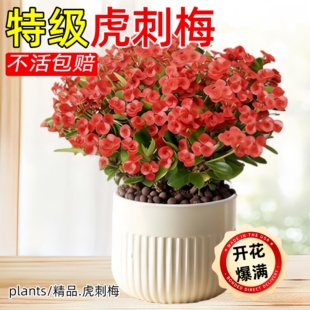 ����÷�F���������Ϙ����~���̨�҃Ȼ�������Gֲ���ļ������l