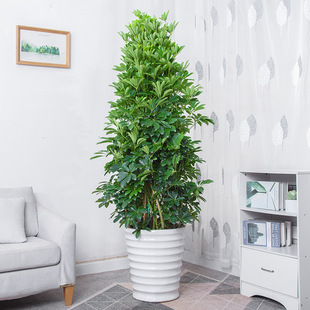 Large Duck Foot Wood Duck Paw Wood Potted Goose Paw Wood Lucky Green Plant Aesculus Aesculus Office Inside and Outside Bring in Wealth and Treasure from All Directions