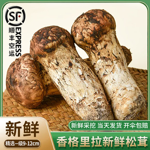 云南香格里拉松茸500g野生松茸未开伞9-12cm新鲜松茸现货一件代发-阿里巴巴