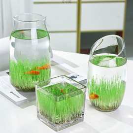 家居生态瓶玻璃花瓶微景观水培种子盆栽四季植物diy鱼缸水藻批发