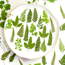 蕨叶片植物标本压花干花手工押花树叶草叶绿叶材料包出口厂家