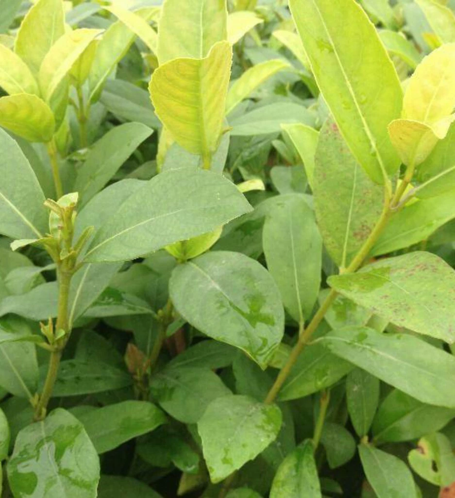 Европейская Калина Средиземноморская Калина Базовый Проект прямого озеленения Xiaoshan Большой оптовый